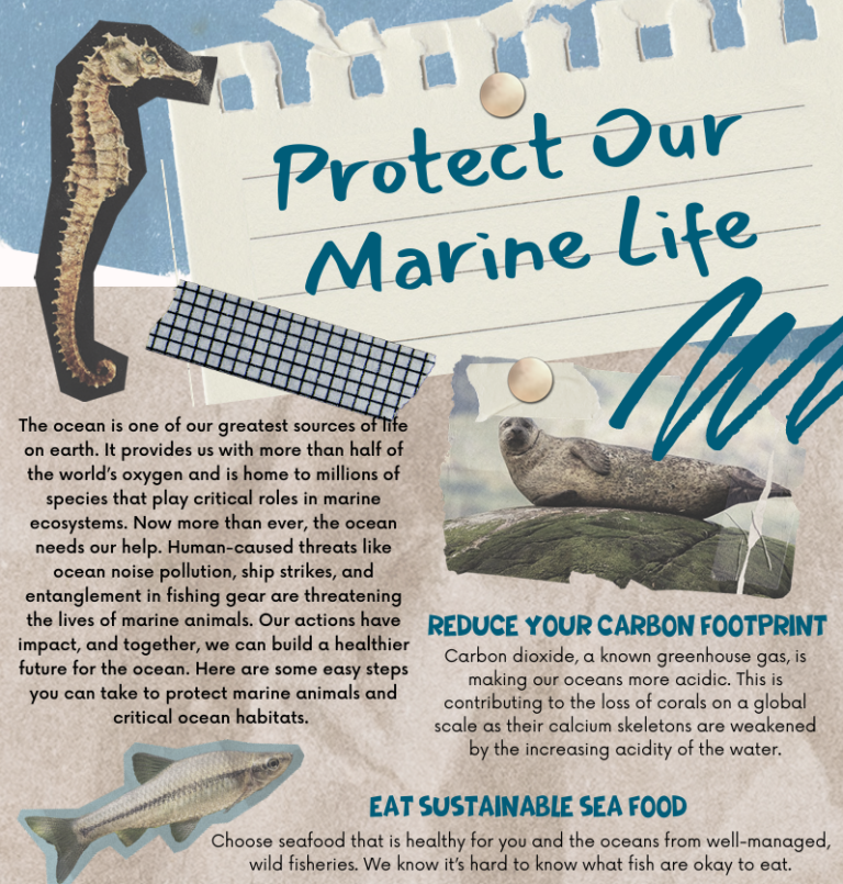 Protect Our Marine Life Factsheet